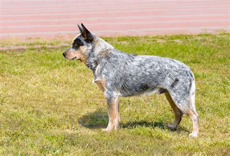 How big does a Blue Heeler get - Bark How