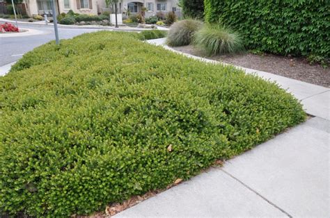 Arctostaphylos 'Emerald Carpet' (groundcover manzanita) in 2021 ...