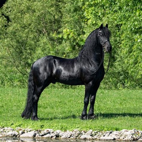 Friesian Horses For Sale - Adopt Friesian Horses For Sale Donate Now