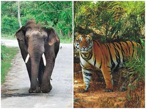 Centre releases over Rs 35 crores to Odisha for tiger, elephant ...