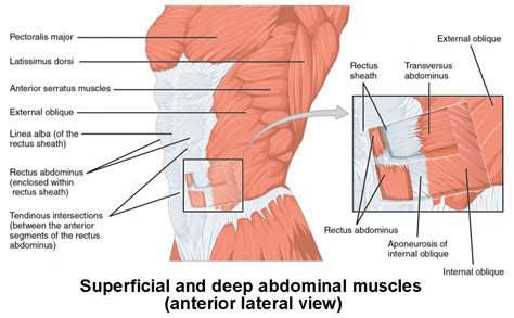 Axial Muscles of the Abdominal Wall and Thorax | Anatomy and Physiology I