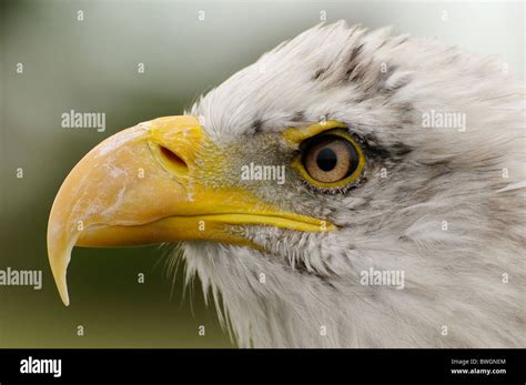 A close up view of an American Bald Eagle Stock Photo - Alamy