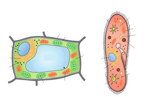 Protist Cell Structure Diagram