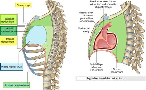 Anterior Mediastinum Contents