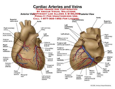 KNOW UR HEART: THE CORONARY CIRCULATION | Coronary circulation ...