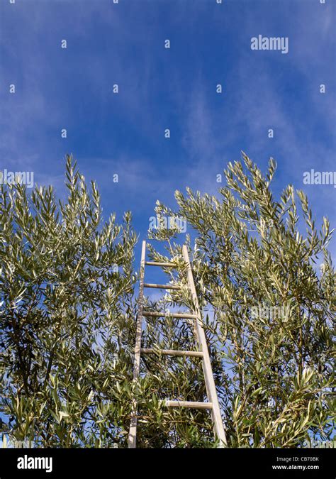 Harvesting ladder on olive tree Stock Photo - Alamy