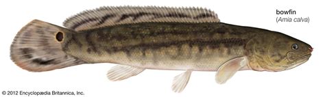 Bowfin | Description, Habitat, & Facts | Britannica