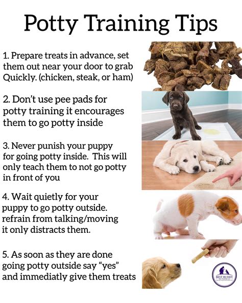 11 Expert Tips To Potty Training A Stubborn Puppy The Goody Pet ...