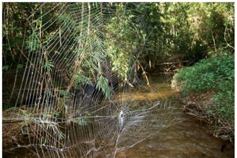 A spider web that spans rivers made from the world’s toughest ...