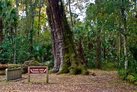 Highlands Hammock State Park | Florida Hikes!