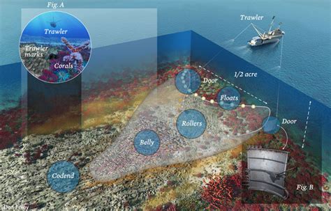 Marine Habitat Loss - Panic in the North Atlantic