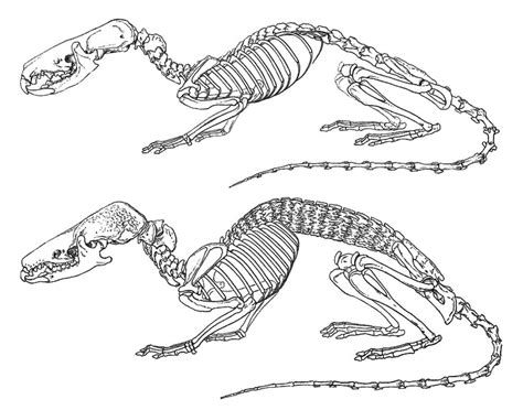 The Shrews of the World — Tetrapod Zoology