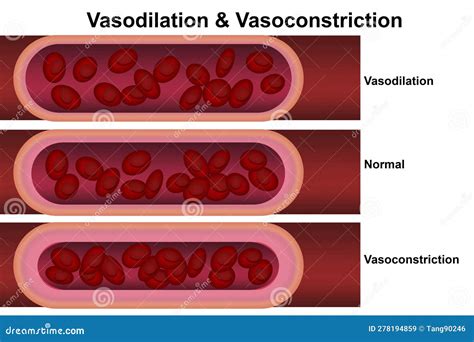 Vasodilation and Vasoconstriction. Comparison of Blood Vessels Stock ...