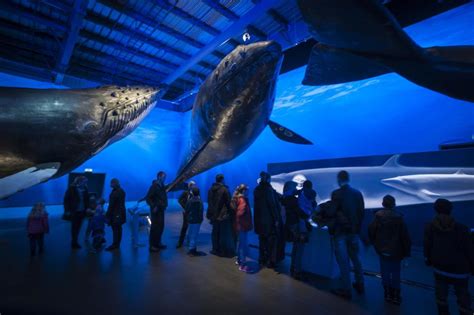 Avistamiento de ballenas y museo en Reykjavík – BALLENAS EN ISLANDIA