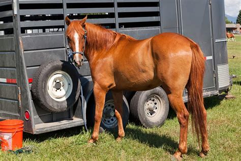 Horse Trailer Sizes and Guidlines - MeasuringKnowHow