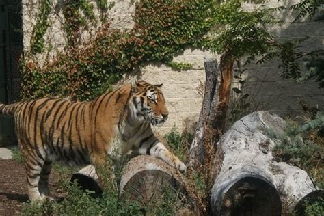 Zoo Boise (ID) on TripAdvisor: Hours, Address, Attraction Reviews