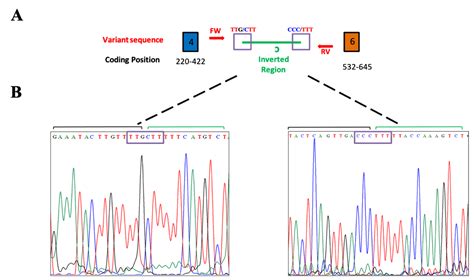 Diagnostics | Free Full-Text | Identification of a Novel Pathogenic ...