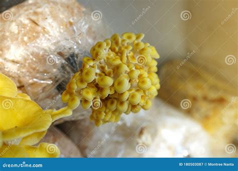 The Cultivation of Golden Oyster Mushroom in Organic Farm. Yellow ...