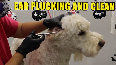 Dog Ear Hair Plucking And Cleaning - YouTube