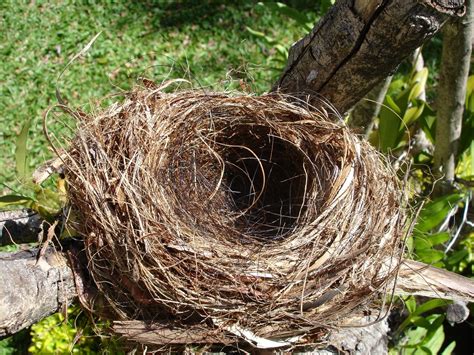 Empty nest 2 Free Photo Download | FreeImages