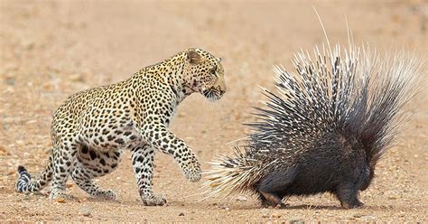 Claws vs quills: Young leopard tries its luck at hunting a porcupine ...