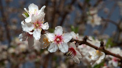 11 amazing things you didn’t know about almonds | ISRAEL21c