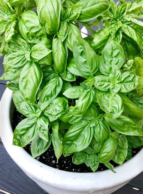 Basil 101: Growing Tips + 28 Recipes - Love and Lemons