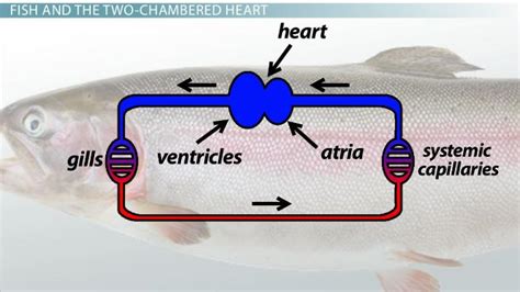 Two-Chambered Heart | Definition & Anatomy - Lesson | Study.com