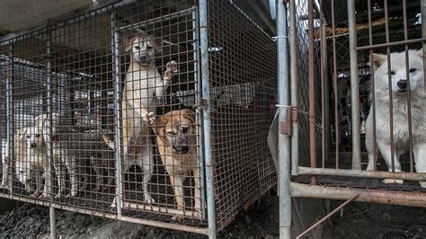 Has dog meat had its day in South Korea? | Euronews