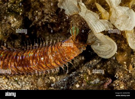 Giant Sea Worm, Eunice aphroditois Stock Photo - Alamy