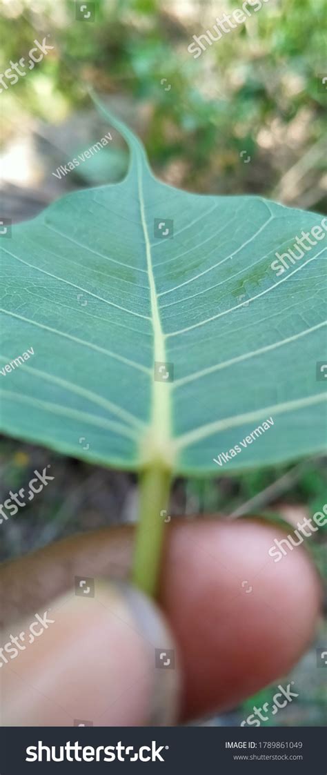 Banyan Tree Leaves Green Wallpaper Stock Photo 1789861049 | Shutterstock