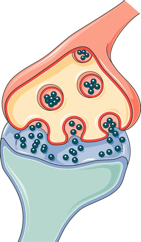 Functional areas of the Brain - Servier Medical Art