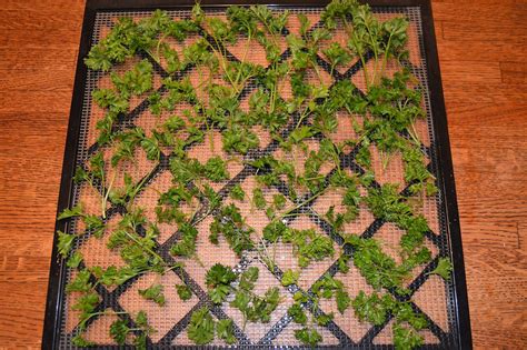 How to Dry Herbs in a Food Dehydrator • Mind Body Oasis | Dehydrator ...