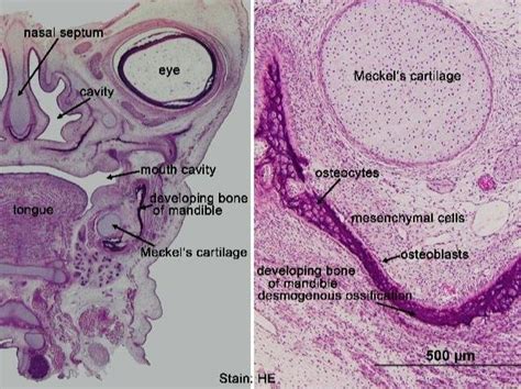 2):-development of alveolar process (Osamuaemano et.al., 2010 ...