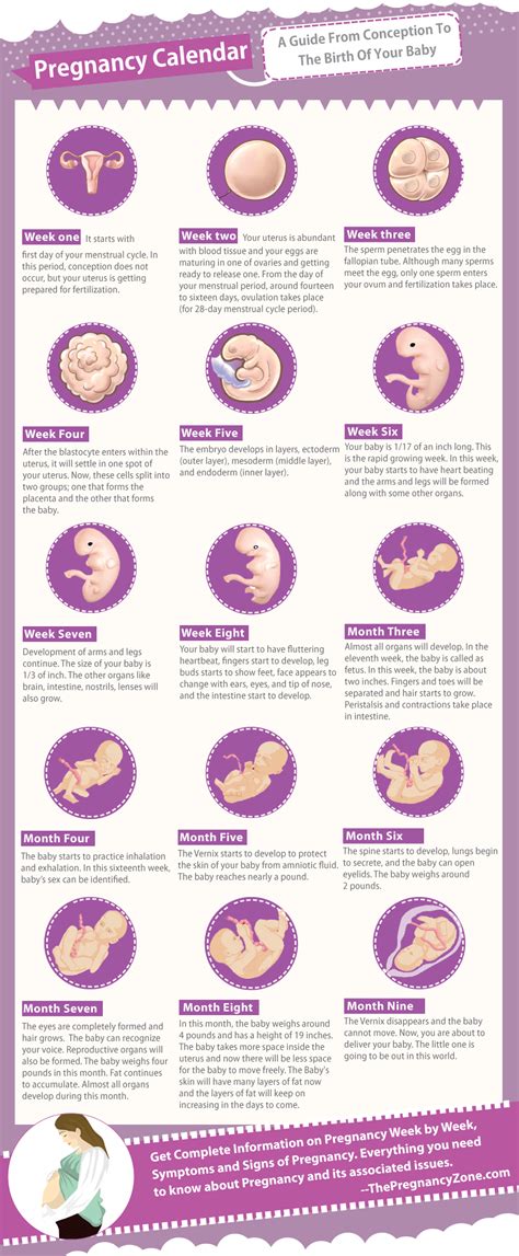 Pregnancy Calendar (InfoGraphic) | The pregnancy zone