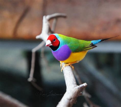 Gouldian Finch by Entophile on DeviantArt