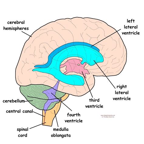 Craniosacral System Overview Craniosacral Anatomy | Craniosacral ...