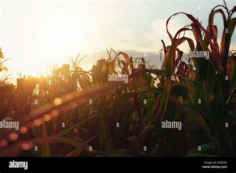 Sunset on corn field farm background. Dramatic view Stock Photo - Alamy