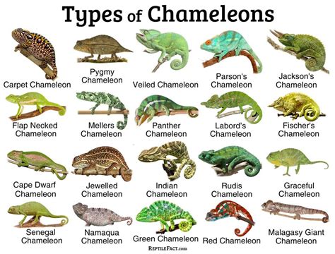 What is a chameleon definition, what do chameleons eat, other facts ...