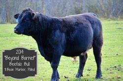 Beefalo Breeding Stock For Sale