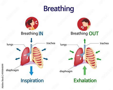 Pictures that show what happens to the lungs when you breath inhale and ...