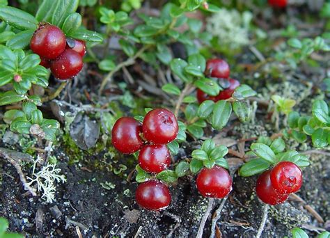 Vaccinium vitis-idaea (mountain cranberry): Go Botany