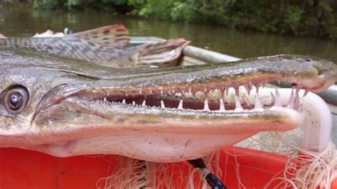 Coming to an Illinois river near you: 8-foot fish with long mouth full ...