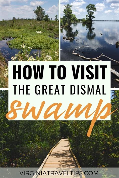 How to Visit the Great Dismal Swamp in Virginia (Tips + Facts)