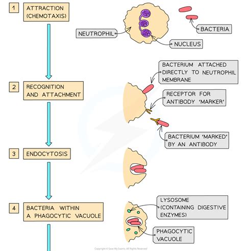 Phagocyte Diagram