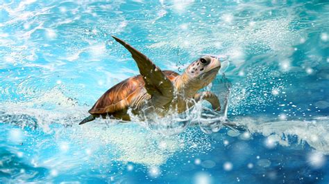 Turtle Wallpapers | Best Wallpapers