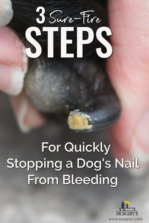 Clipped Your Dogs Toenail Too Short? Here Are Sure-Fire Tips on How to ...