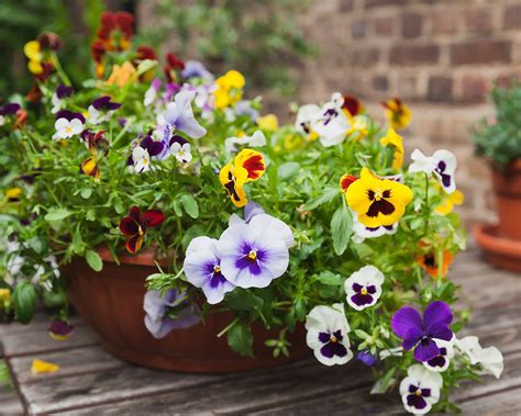 When to plant pansies: for a backyard filled with color | Homes & Gardens