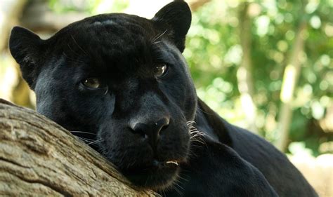 Black Panthers, Animal Jaguar, Panther Leopard, Black Panther Art ...