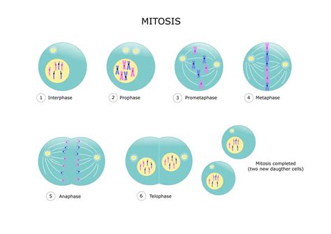 View Steps Of Mitosis Images | News